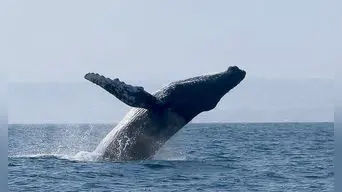 ¡Ballena a la vista! [VIDEO]