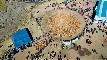 Chaccu en Huancavelica: La fiesta de las vicuñas [VIDEO]